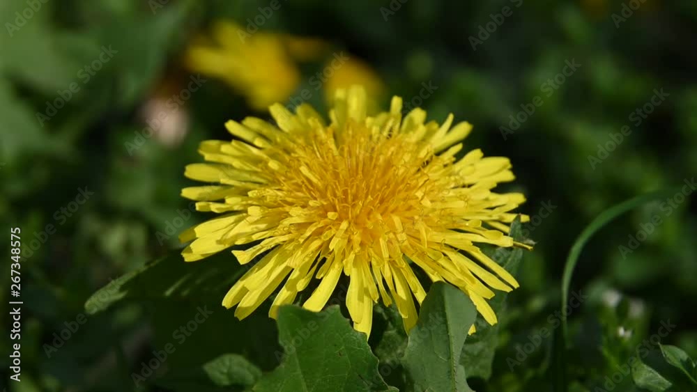 Close up one yellow dandelion flower head Close up one yellow dandelion flower head