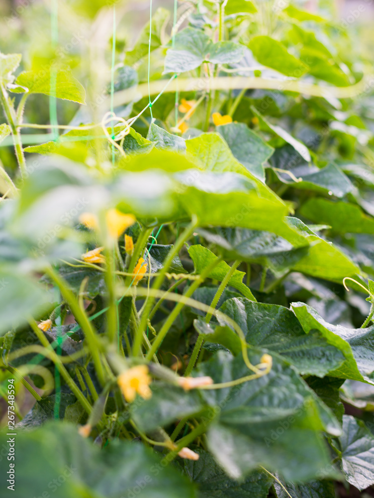 Obraz premium Cucumber flowers, creeping vines and leaves