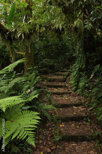 Fototapeta Naklejka Na Ścianę i Meble -  Hiking track in Bosque Nuboso NP near Santa Elena in Costa Rica