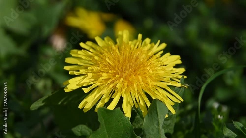 Wallpaper Mural Close up one yellow dandelion flower head Torontodigital.ca
