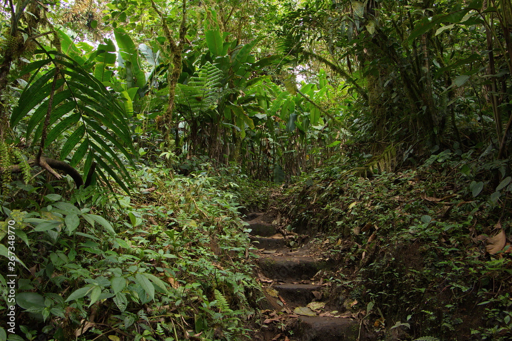 Fototapeta premium Hiking track in Bosque Nuboso NP near Santa Elena in Costa Rica