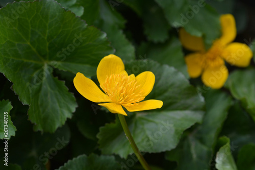 Marsh Marigold photo