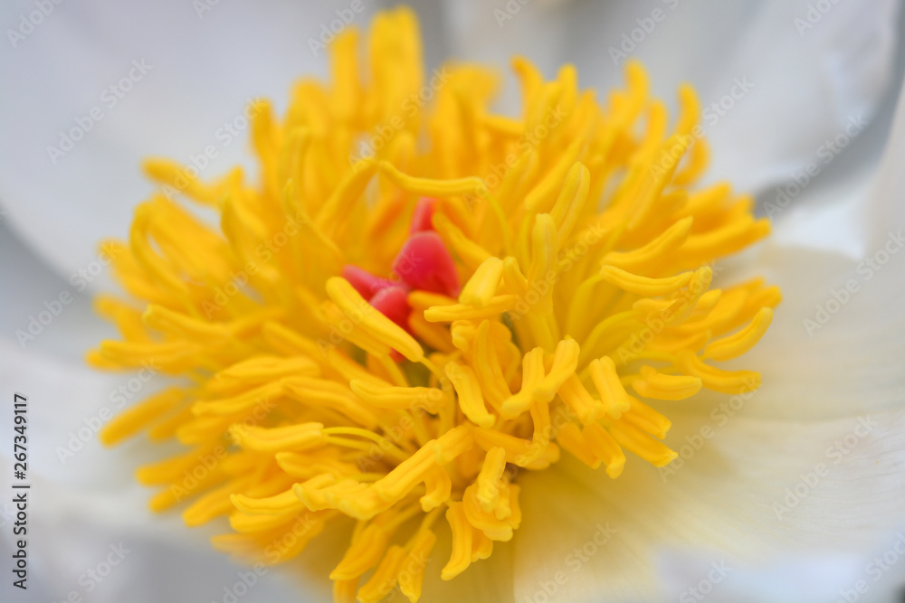 Fototapeta premium Fragrant peony