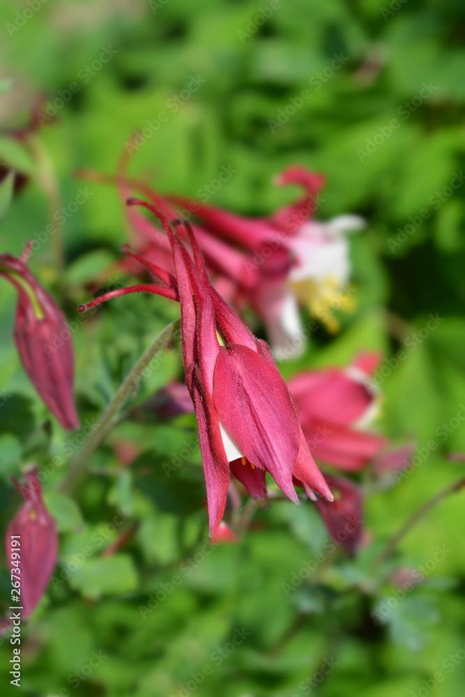 Fototapeta premium Hybrid Columbine Danish Dwarf