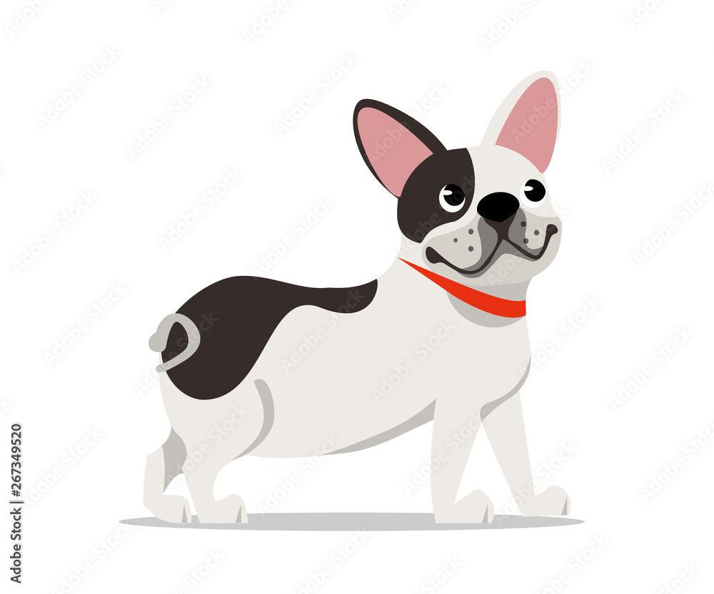 Cute french bulldog flat vector illustration