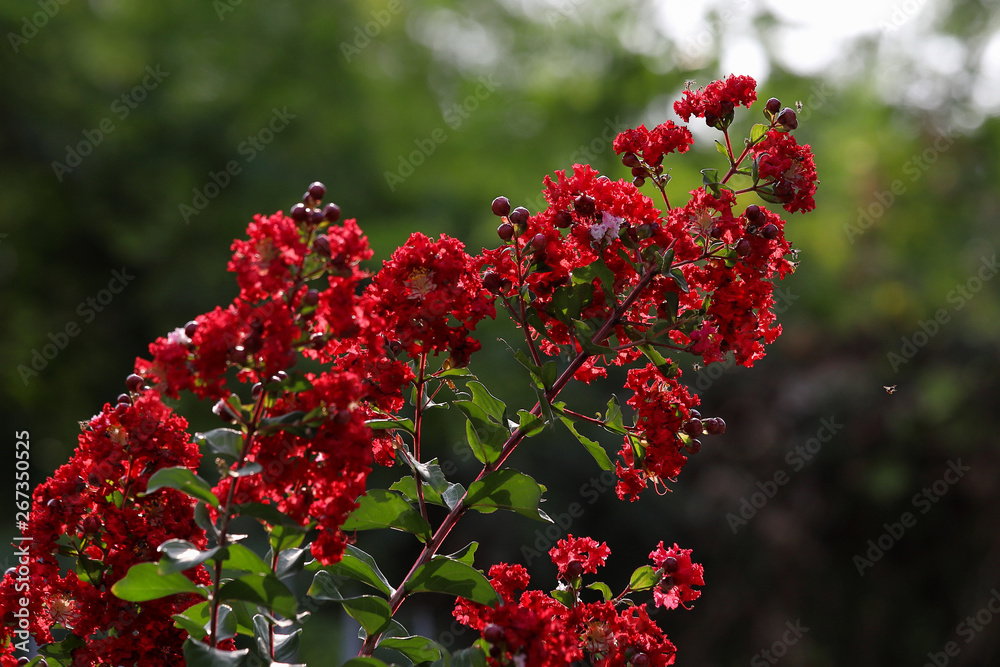 Lagerstroemia speciosa or Queen's flower tree in the garden.