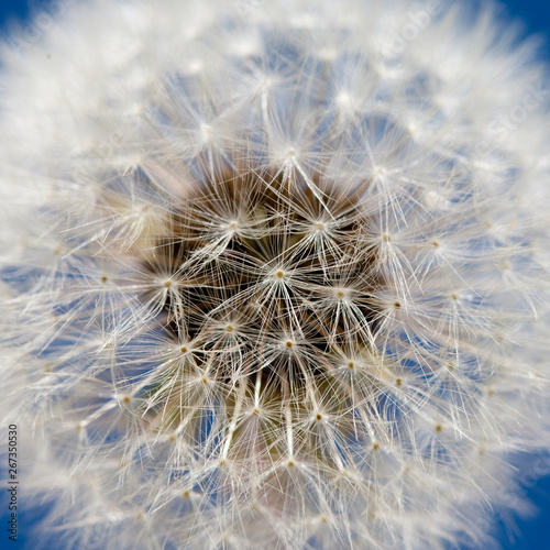 Texture  background. Center of white fluffy dandelion close up on blue background.