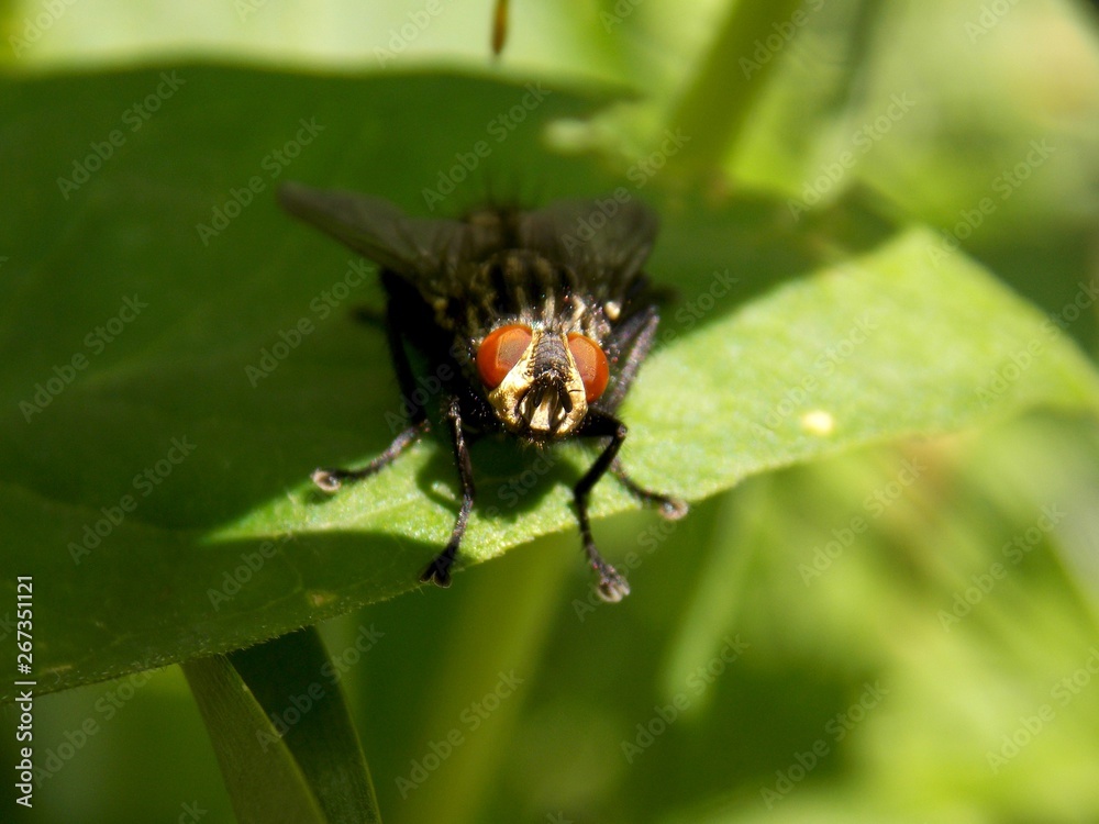 fly on the green list fly on the green list