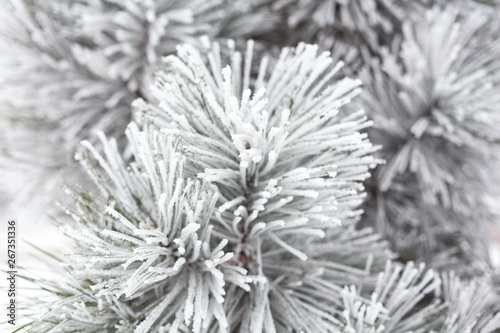 Coniferous branches covered with hoarfrost