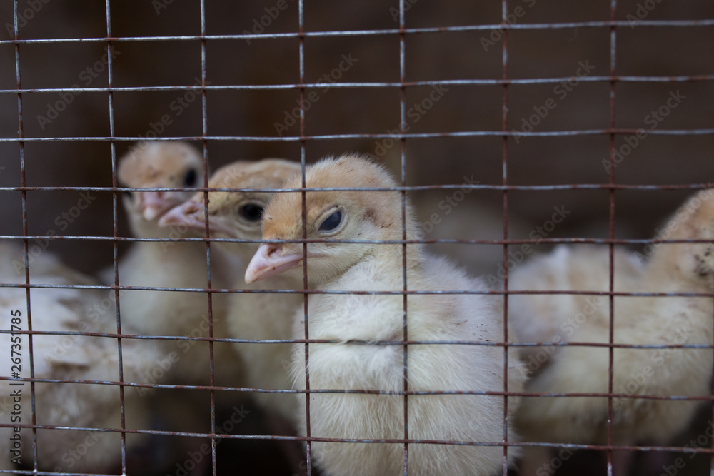 Obraz premium Yellow turkeys behind bars in a box with a bright light bulb