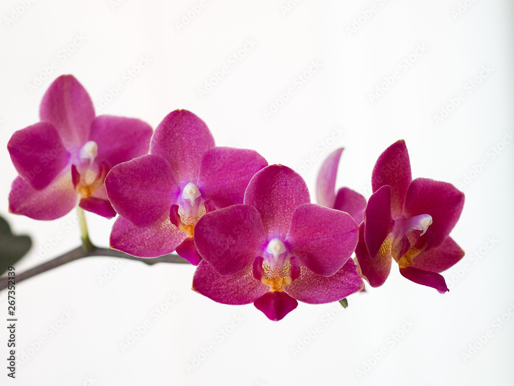 Fototapeta premium Purple Phalaenopsis orchid
