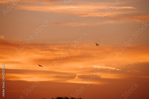 birds in the sky © Shiv Mer