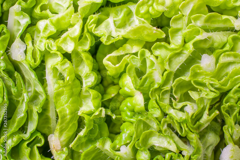 Natural abstract background of cabbage closeup. Raw healthy food. Natural abstract background of cabbage closeup. Raw healthy food.