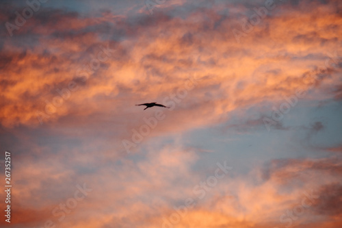 birds flying in the sky © Shiv Mer