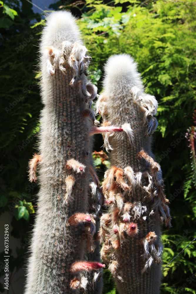 Obraz premium KAKTUS_cleistocactus_strausii