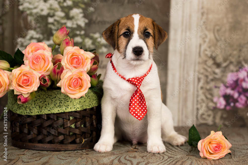 Jack Russell Terrier dressed in a tie and with a bouquet of roses