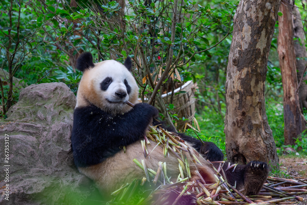 Naklejka premium panda animal Chengdu in China (Ailuropoda melanoleuca)