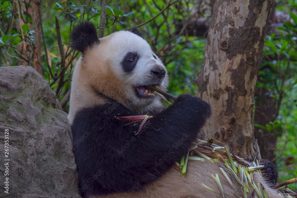 Obraz premium panda animal Chengdu in China (Ailuropoda melanoleuca)