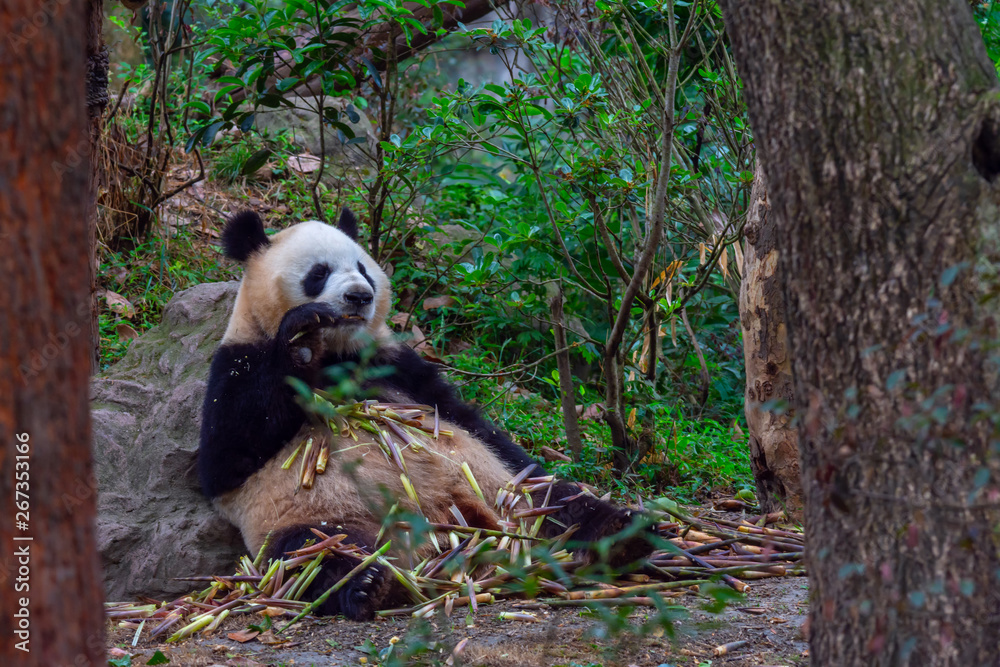 Obraz premium panda animal Chengdu in China (Ailuropoda melanoleuca)
