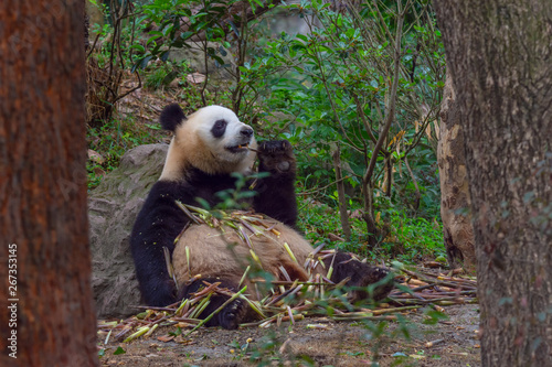 panda animal Chengdu in China (Ailuropoda melanoleuca) © rbk365