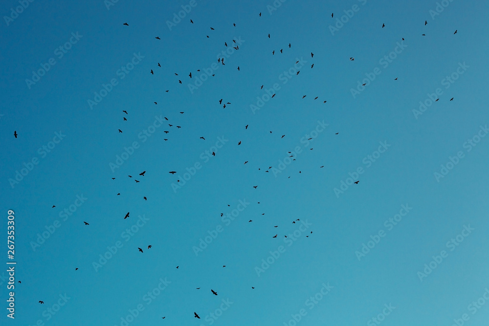Flock of crows silhouettes fly in blue sky