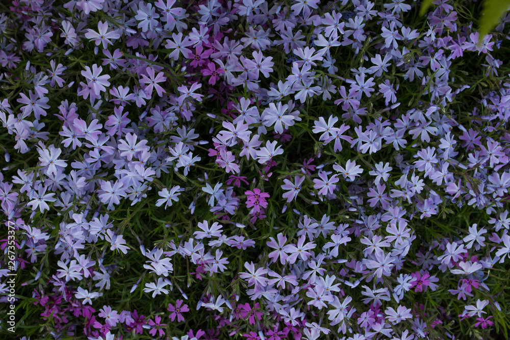 Purple spring flowers texture background. Close-up Purple spring flowers texture background. Close-up