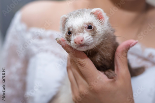 ferret young sitting on his hands. friendship animal and man.