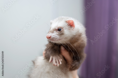 ferret young sitting on his hands. friendship animal and man.