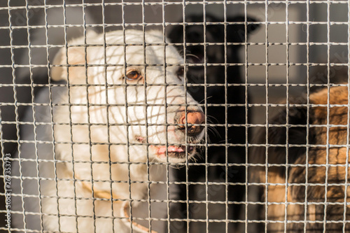 homeless dog behind dog shelter bars