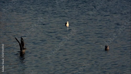 Impressions from the surroundings of Eiswerder bridge between Havel River west shore and Eiswerder Island in Berlin Spandau from December 19, 2015, Germany photo