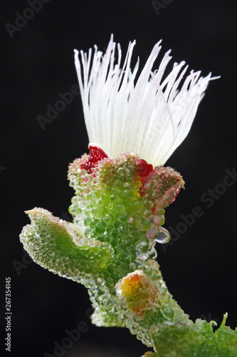 KRISTALLMITTAGSBLUME