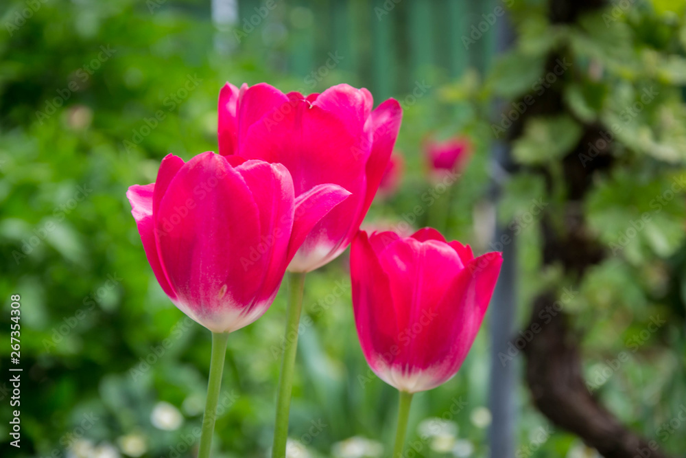 Group of beautiful red tulips with blurred green background, spring wallpaper, flowers background, tulips field Group of beautiful red tulips with blurred green background, spring wallpaper, flowers background, tulips field