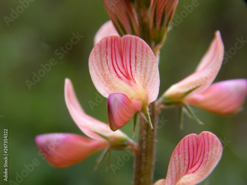 pink spring flower in the grass