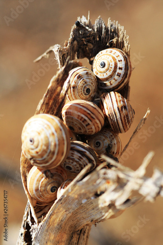 Schnecken