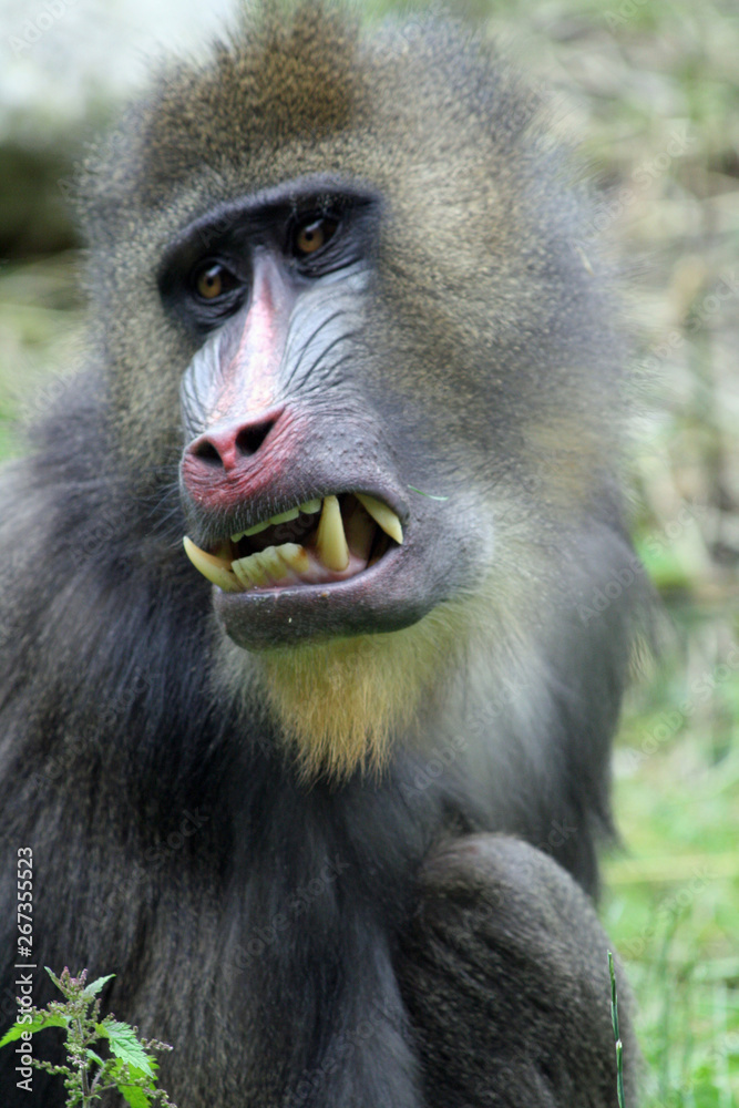 Affe_Mandrill Affe_Mandrill