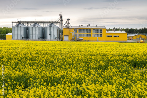 Field of flower of rapeseed, canola colza in Brassica napus on agro-processing plant for processing and silver silos for drying cleaning and storage of agricultural products, flour, cereals and grain