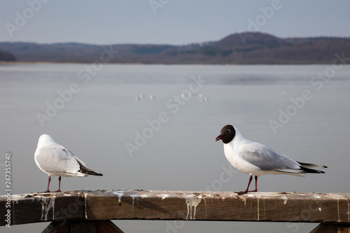 M  wen am Schmachter See  Binz  Ostseebad  Insel R  gen  Mecklenburg-Vorpommern  Deutschland