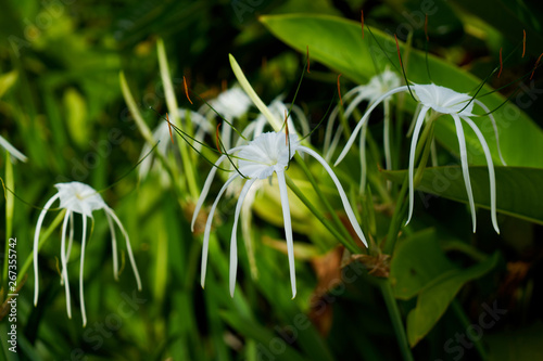 flower in Fiji.