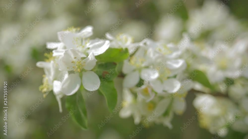 A blooming branch of apple tree in spring with light wind. Blossoming apple with beautiful white flowers. Branch of apple tree in bloom in the spring in sunshine garden A blooming branch of apple tree in spring with light wind. Blossoming apple with beautiful white flowers. Branch of apple tree in bloom in the spring in sunshine garden