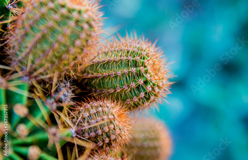 Beautiful macro shots of prickly cactus. Background and textures