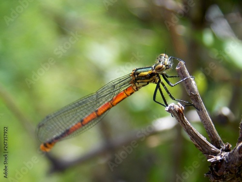 a dragonfly on a sheet © oljasimovic
