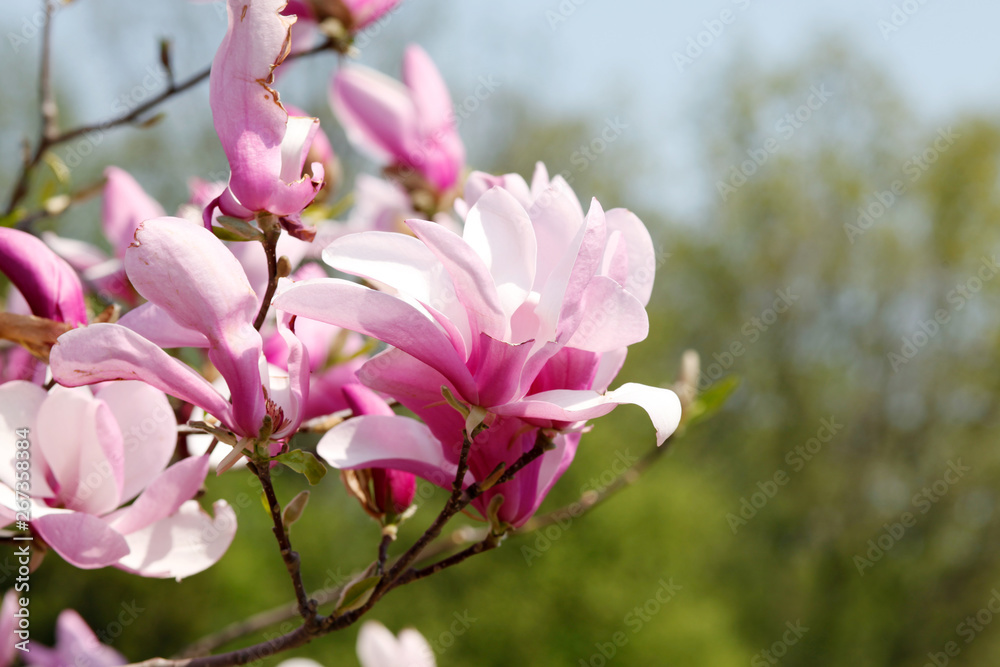 Image of flowers, a beautiful pink magnolia blooms in spring park Image of flowers, a beautiful pink magnolia blooms in spring park