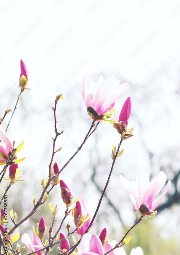 Image of flowers, a beautiful pink magnolia blooms in spring park