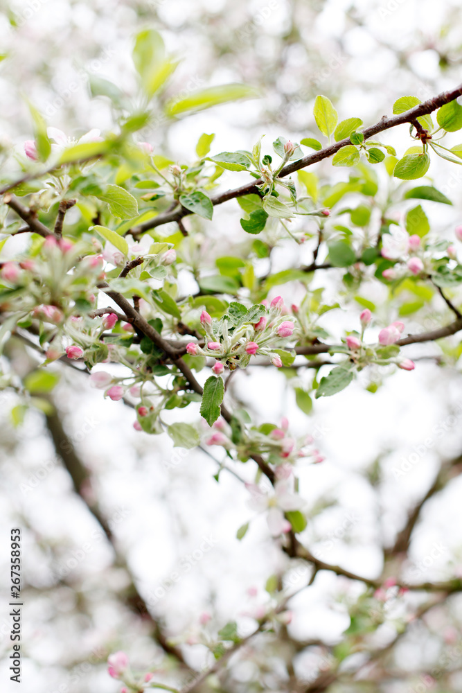 Obraz premium apple tree blossom
