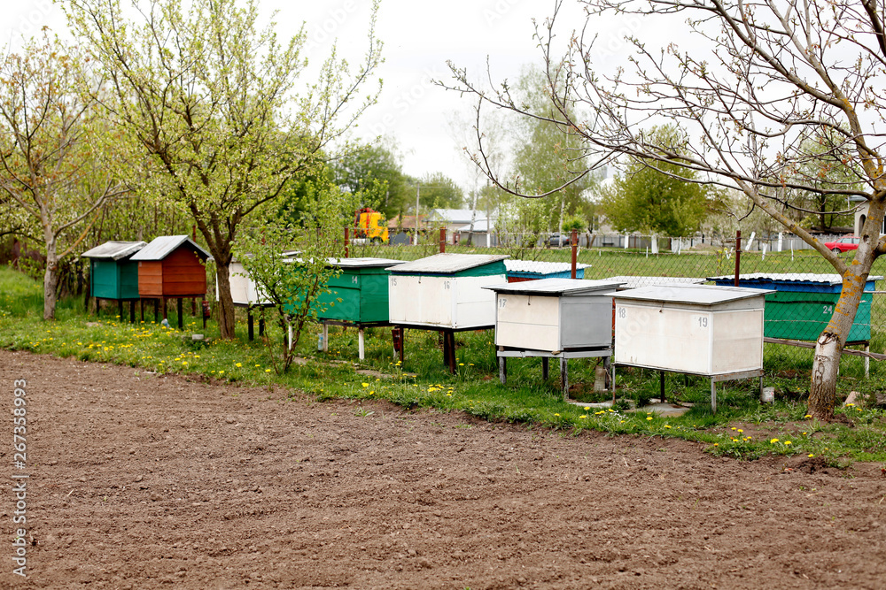 bee hives in the field bee hives in the field