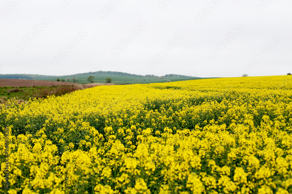 Yellow field rapeseed in bloom. Canola flowers Yellow field rapeseed in bloom. Canola flowers