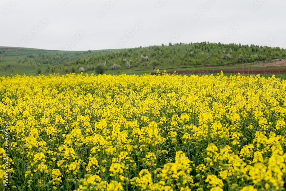 Yellow field rapeseed in bloom. Canola flowers