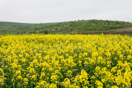 Yellow field rapeseed in bloom. Canola flowers © perminoffa