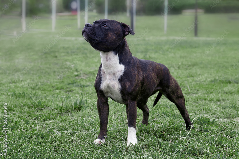 Beautiful dog of Staffordshire Bull Terrier breed, dark tiger color with melancholy look, standing on green lawn background. Outdoors, copy space.