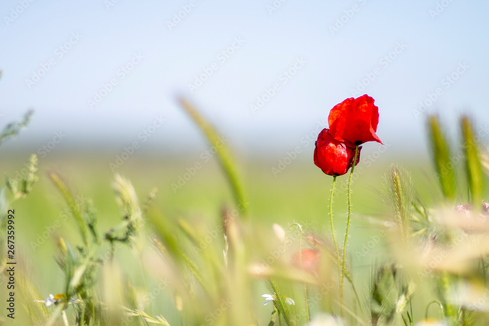 RED POPPIES